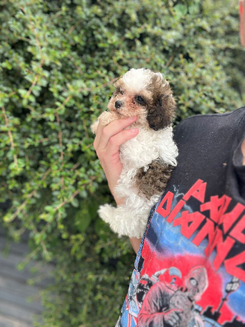 our amazing last Toy Cavapoo Boy