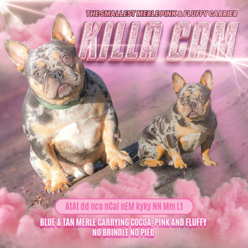 Tiny 8kg blue and tan  Merle carrying pink and fluffy