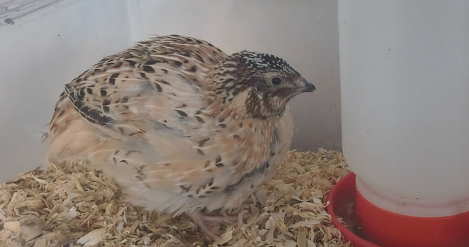 2 Male Japanese / Coturnix ( Quail)