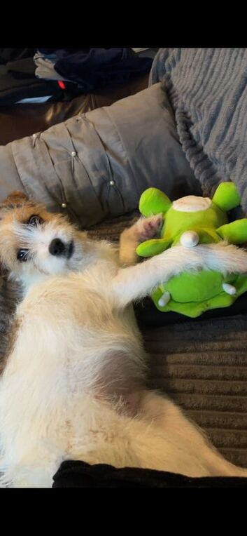 Archie (URGENT)