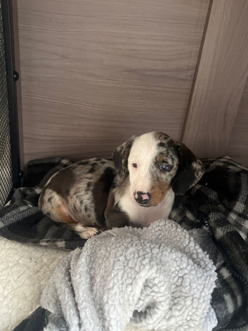 Bingo &pound;750 last of the litter