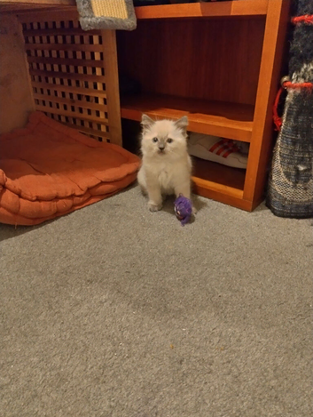 Pure ragdoll kittens