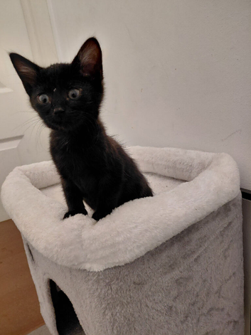 Last little kitten