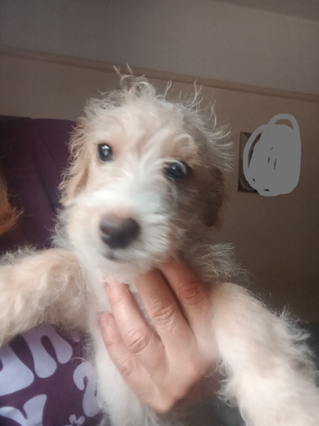 Urgent!! LAST PUP Fully vaccinated Cockapoo x Jack Russell