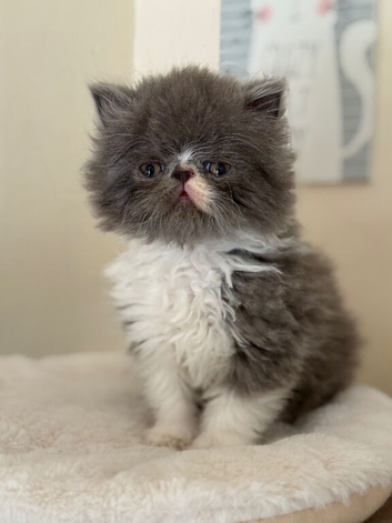 GCCF Registered Persian boy