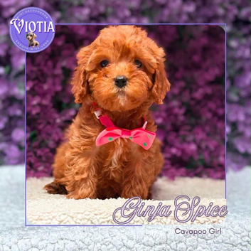 Cavapoo Puppies &bull; Individually DNA Health Tested & CLEAR