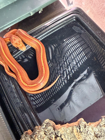 &ldquo;Rook&rdquo; Baby, hypo/amel/stripe corn snake Male