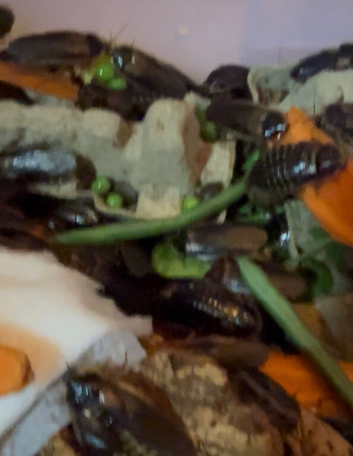Dubia roach colonies