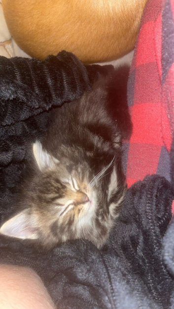 2 kittens