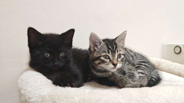 Domestic short hair kittens