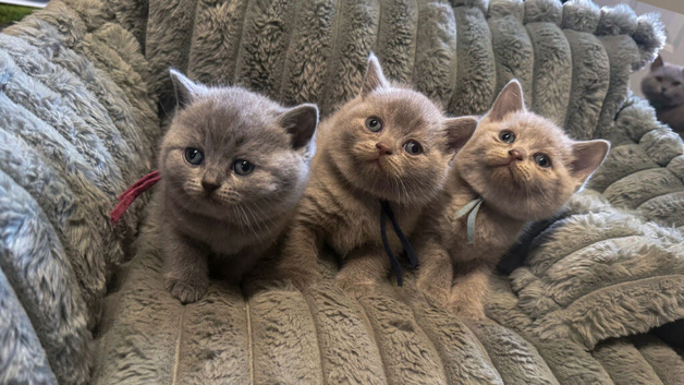 3 beautiful British shorthairs left