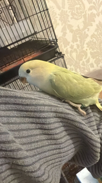 Tamed lovebird's