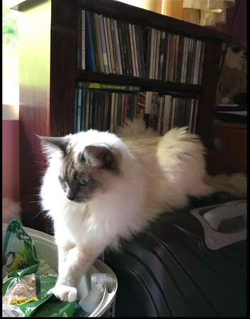 Teddy,6year old Ragdoll