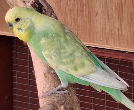 Budgies