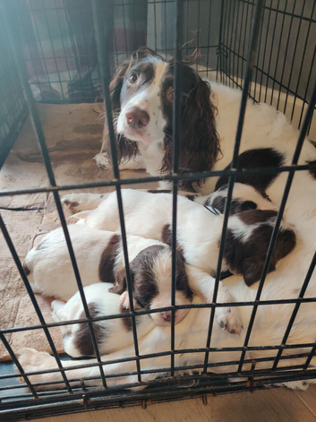 Springer/sprocker pups