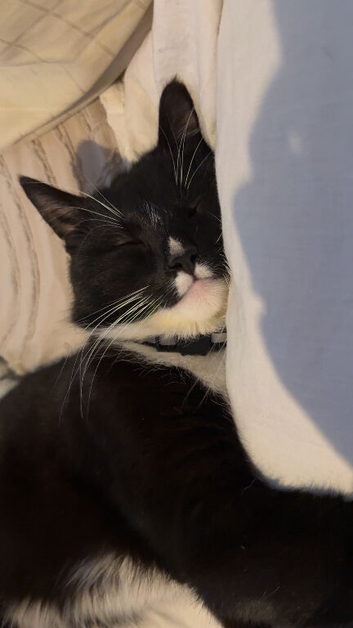 Male cat