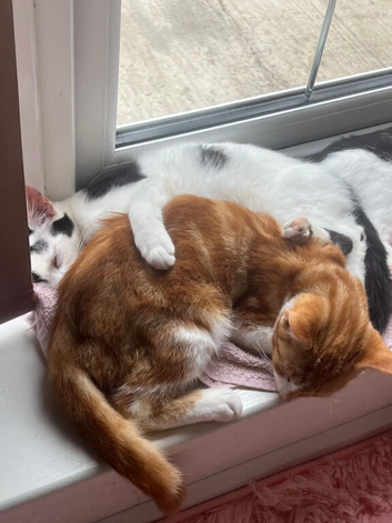Ginger n white kitten boy