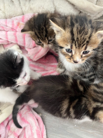 beautiful kittens