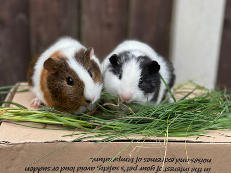 Ready now, 2 male guinea pig