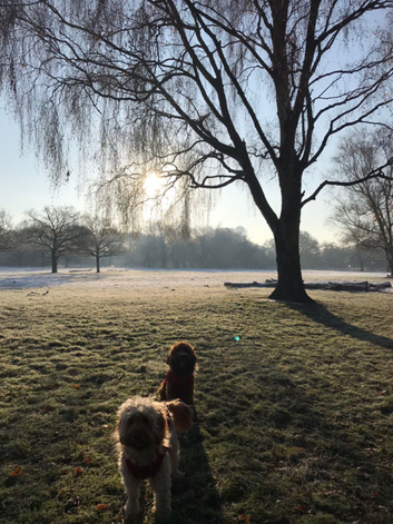 The Pack London - Fun pack Walks!