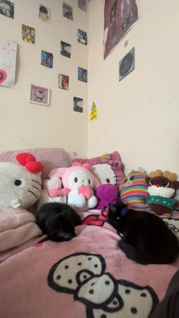 two 9week old kittens