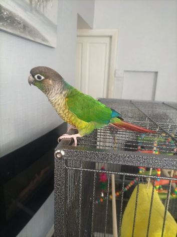 Green conure