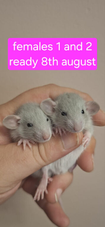 Male and Female Baby Dumbo Rats