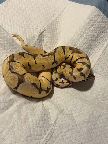 Royal Python