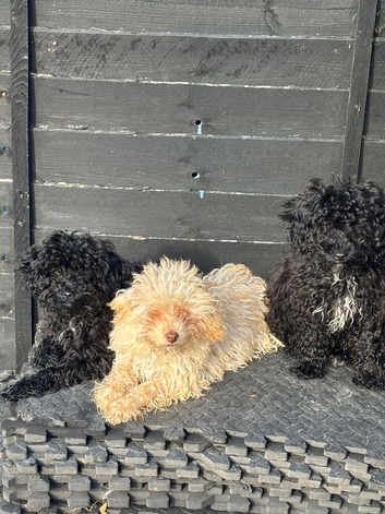 3 puppy toy poodles