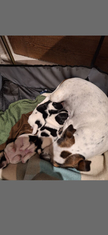 Jack Russell cross Dachshund