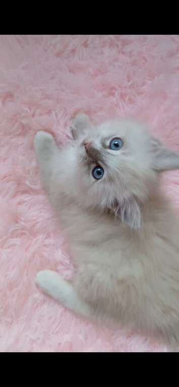 2 GORGEOUS FEMALE RAGDOLL KITTENS