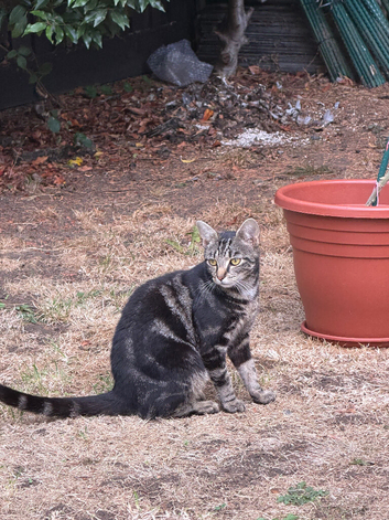 Cat