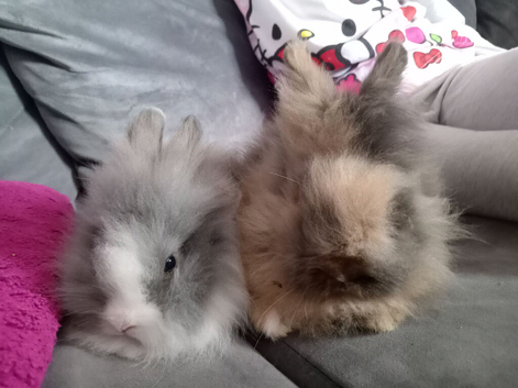 2 baby boy lionlops ready now