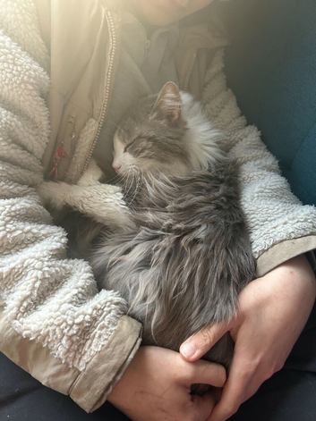 Estimated 5yr old male cat