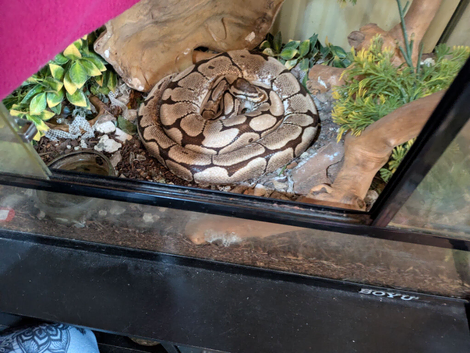 Ralph 5ft morph spider Royal phyton