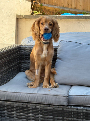 Golden cockerspaonel