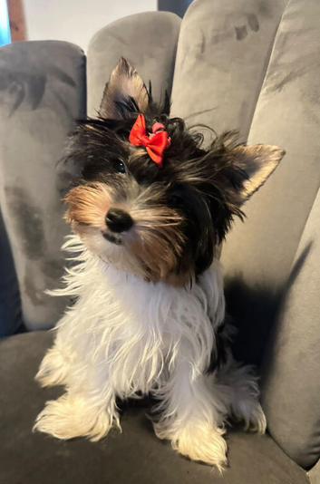 Beautiful tiny little fluffy puppy Roxy
