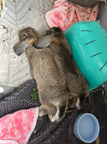 2 male rabbits German lop