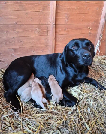 Exceptional Labrador Retriever Puppies