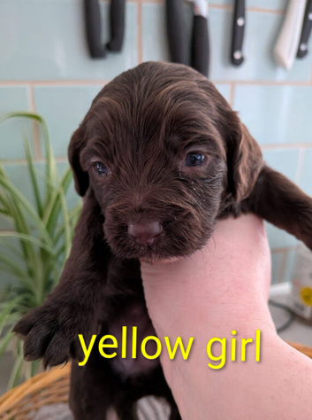 cockapoo pups ( last girl)