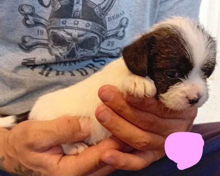 Tiny Jackapooshih pups available