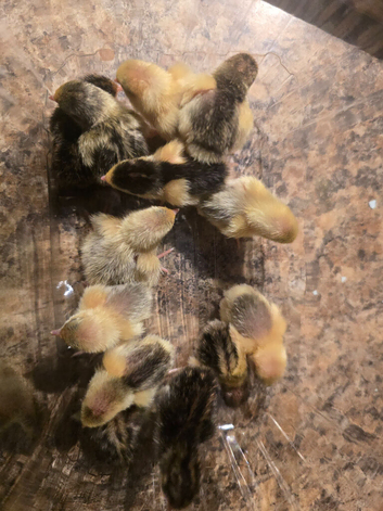 Eggs and young birds