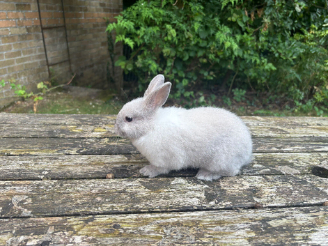 Baby Dwarf Doe
