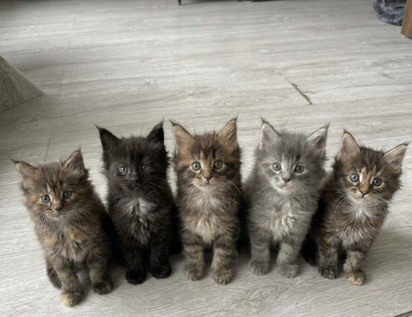 Stunning TICA Maine coons