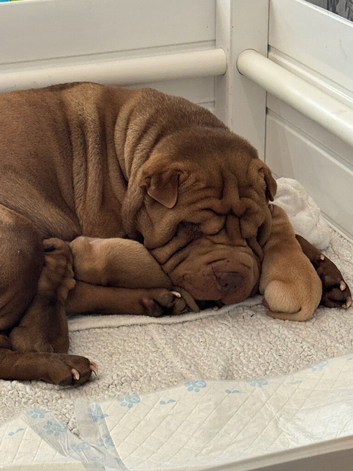 Shar pei bear coat puppy&rsquo;s for sale