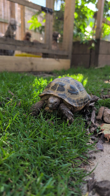 9 year old male tortoise