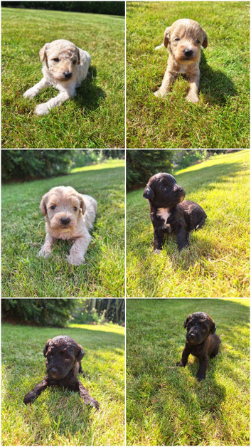 Border poodle puppies 3girls 1 boy left!