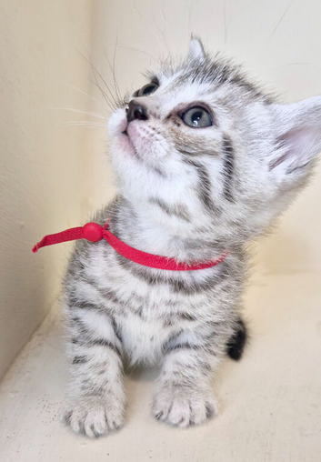 Bengal x bristish short hair