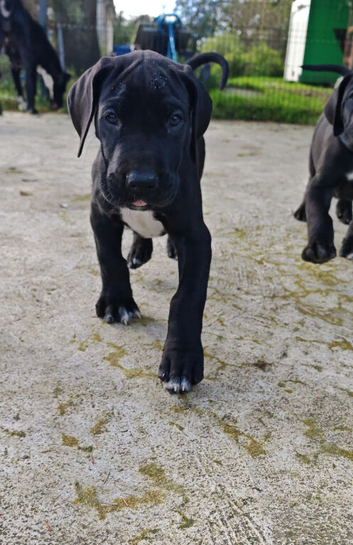 Great Dane Puppies