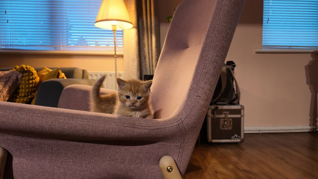 Scottish Fold/British Shorthair mix